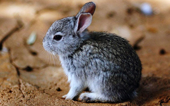 Teporingo (Romerolagus diazi) en su hábitat de zacatonal en los volcanes de México